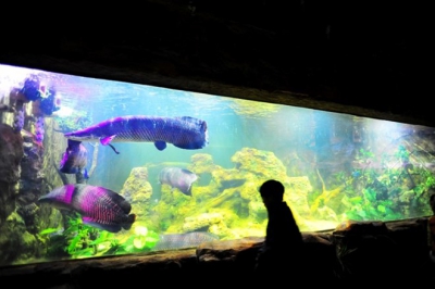 Dự án thủy cung tại Vinpearl Phú Quốc 