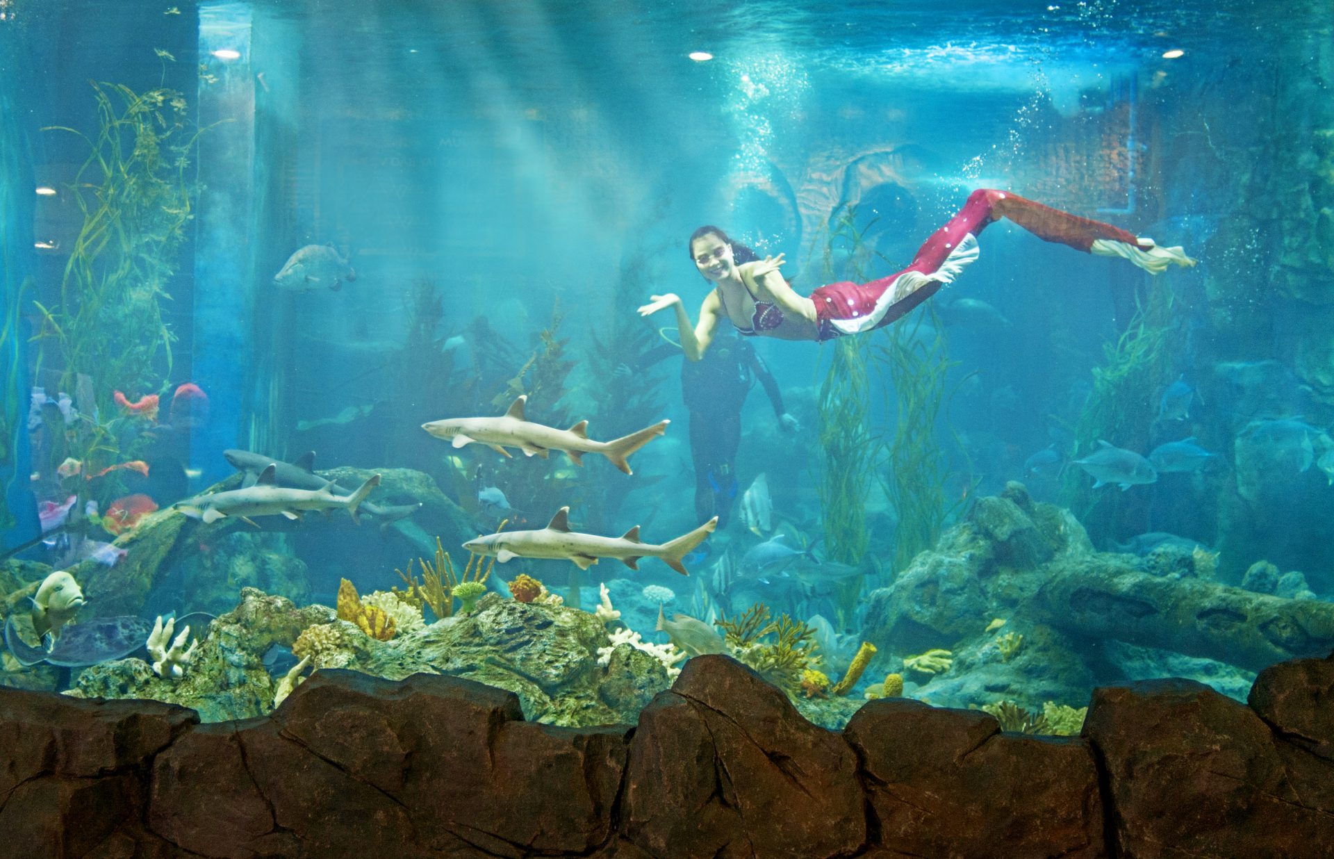 Design and construction of ocean aquariums